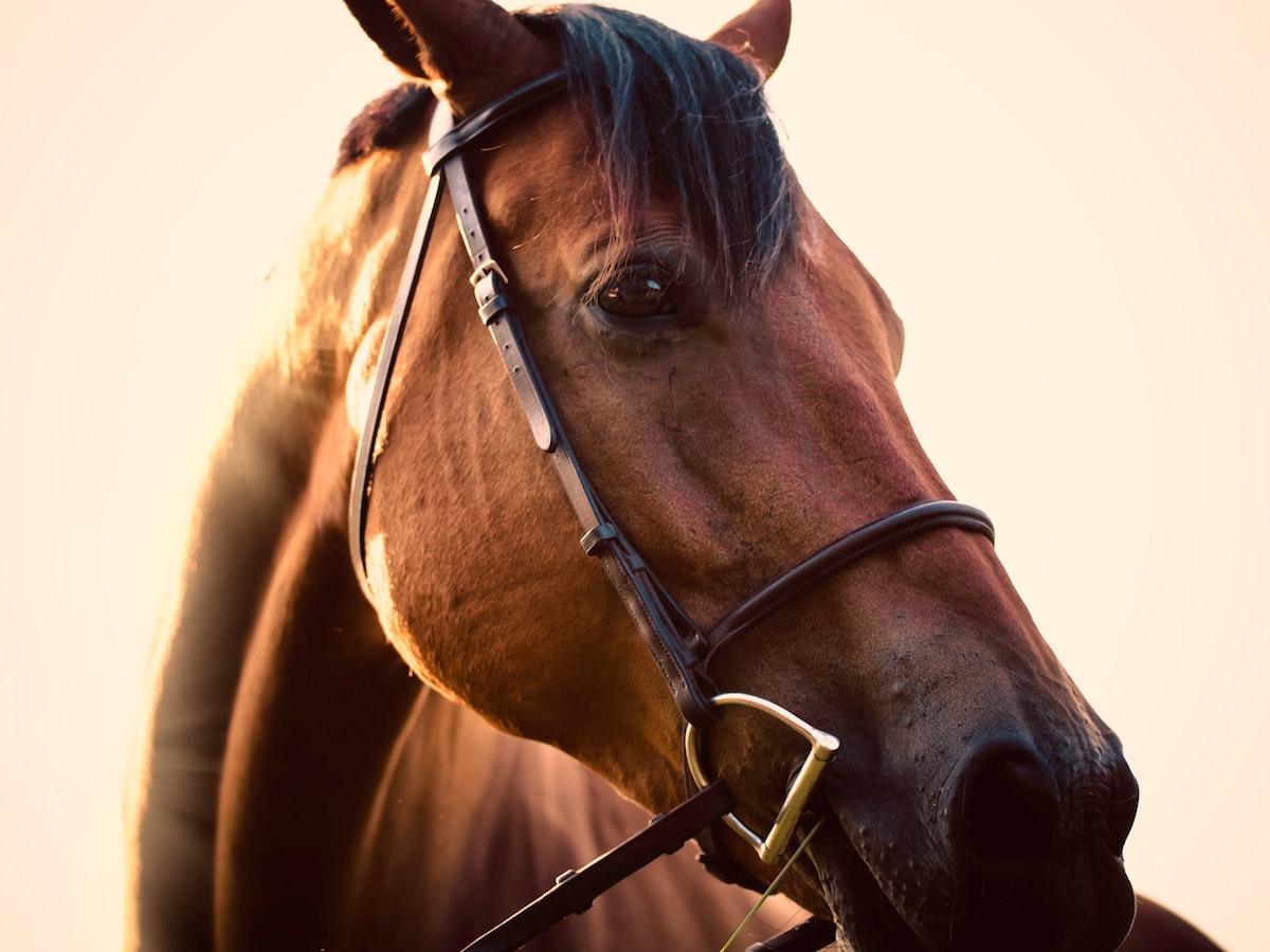 Closeup of a Thoroughbred horse in a bridle