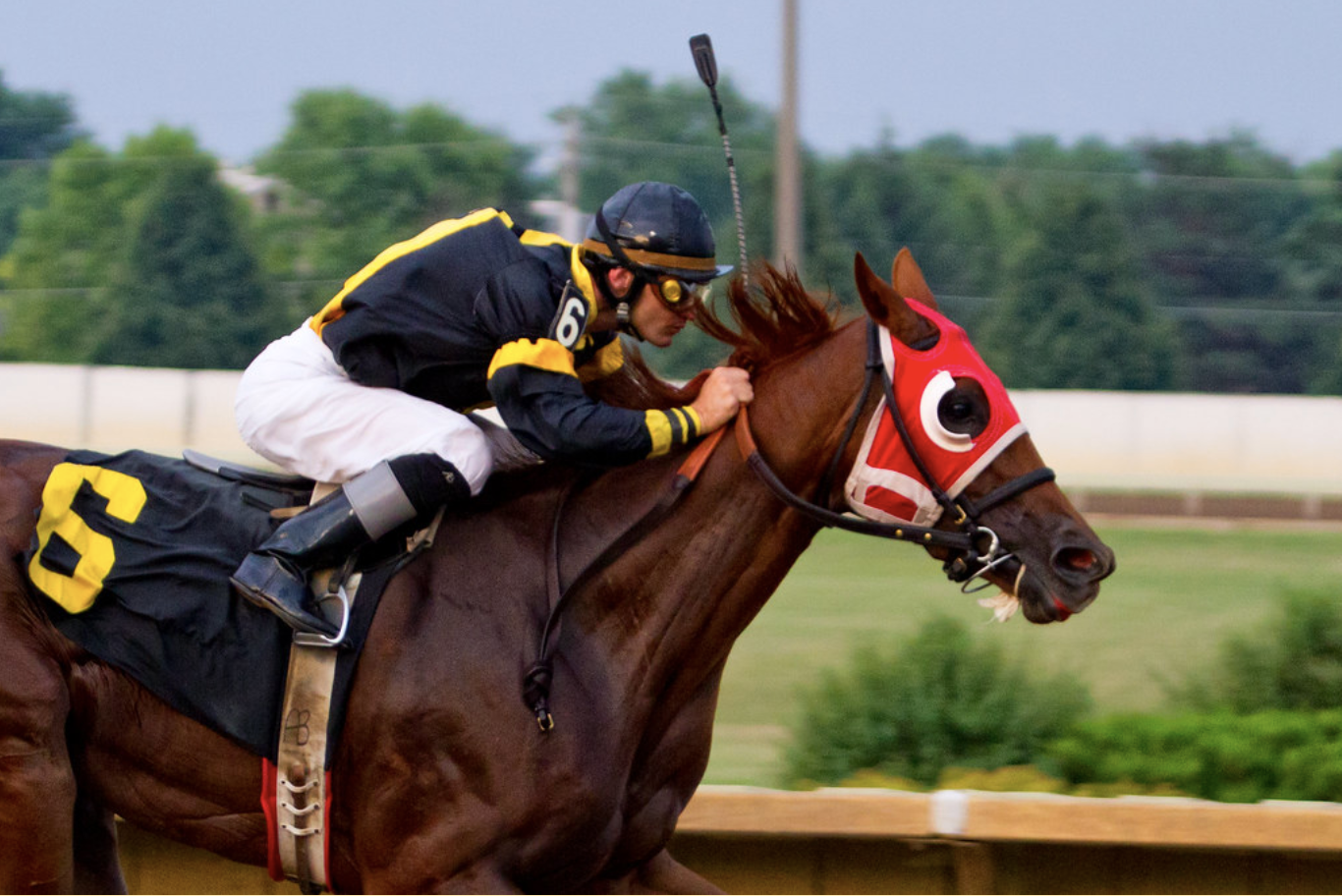 Photo of a bay thoroughbred racing with a jockey; photo by Jason Mrachina